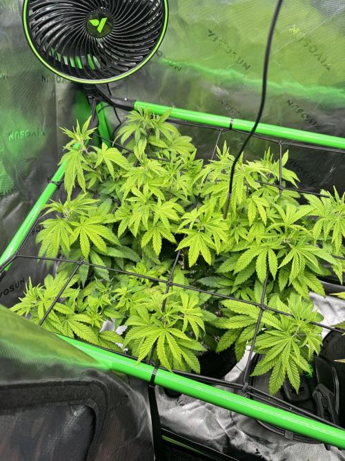 Apple Betty 🍎🥧. Week 7 - 7/2