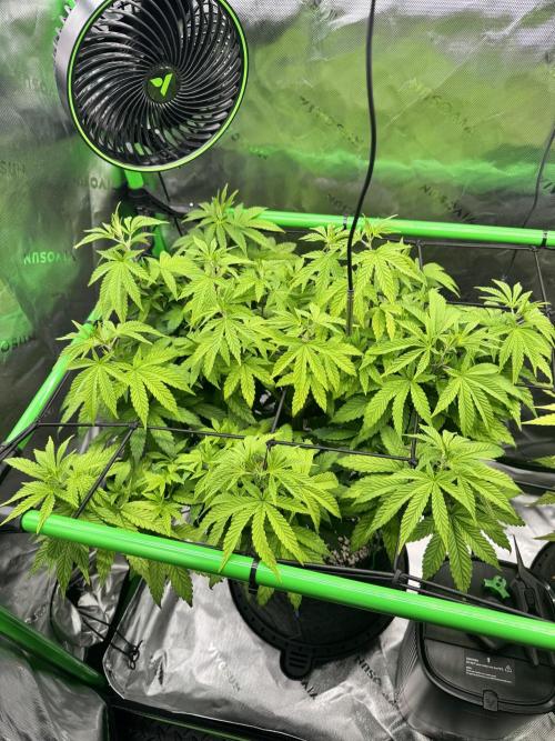 Apple Betty 🍎🥧. Week 7 - 7/4