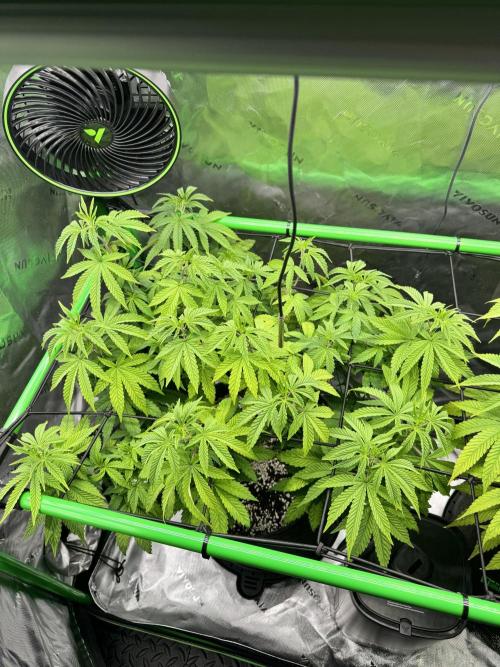 Apple Betty 🍎🥧. Week 8 - 7/7