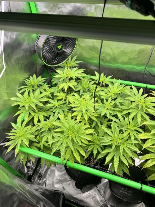 Apple Betty 🍎🥧. Week 8 - 7/8