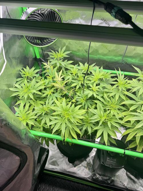 Apple Betty 🍎🥧. Week 8 - 7/9