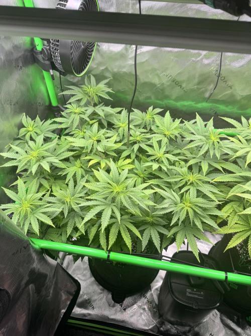 Apple Betty 🍎🥧. Week 8 - 7/12