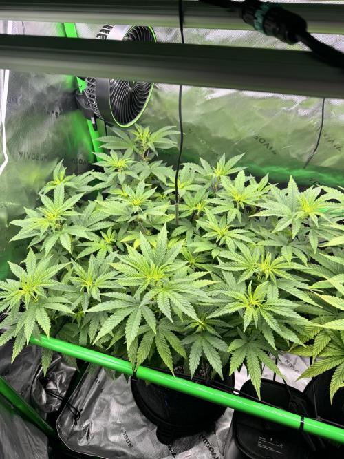 Apple Betty 🍎🥧. Week 9 - 7/13