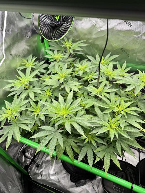Apple Betty 🍎🥧. Week 9 - 7/14