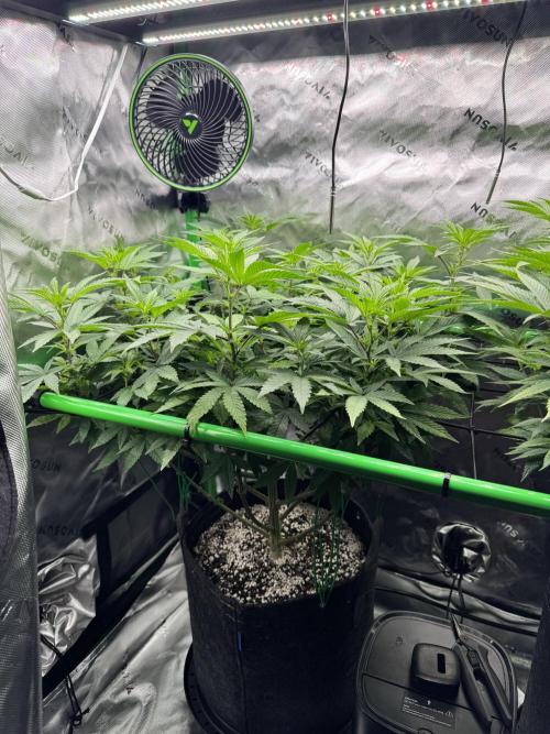 Apple Betty 🍎🥧. Week 9 - 7/14
