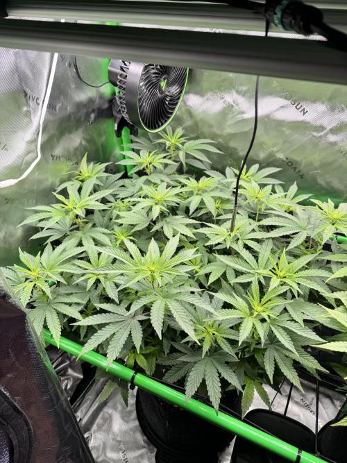 Apple Betty 🍎🥧. Week 9 - 7/16