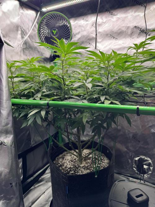 Apple Betty 🍎🥧. Week 9 - 7/16