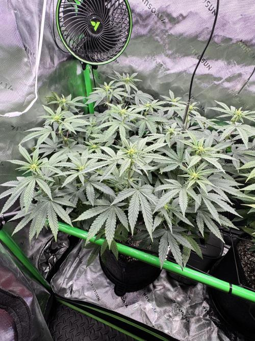 Apple Betty 🍎🥧. Week 9 - 7/18