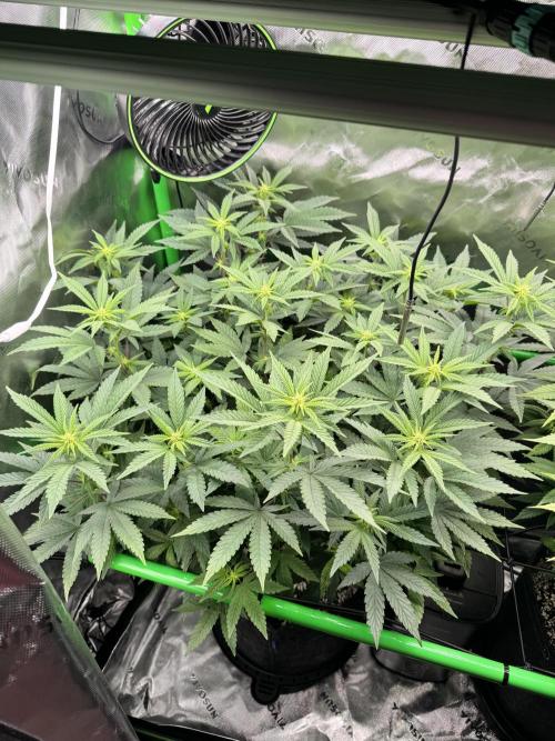 Apple Betty 🍎🥧. Week 9 - 7/19