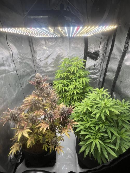 Wedding Cake Automatic. Week 10