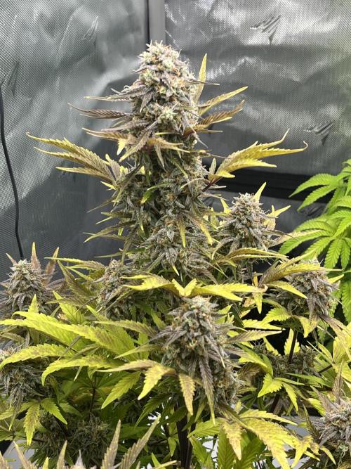 Wedding Cake Automatic. Week 8