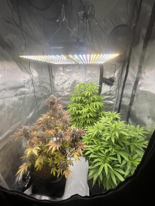 Wedding Cake Automatic. Week 10