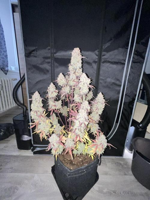Wedding Cake Automatic. Week 11