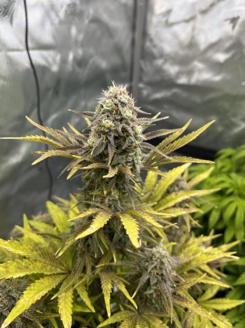 Wedding Cake Automatic. Week 8