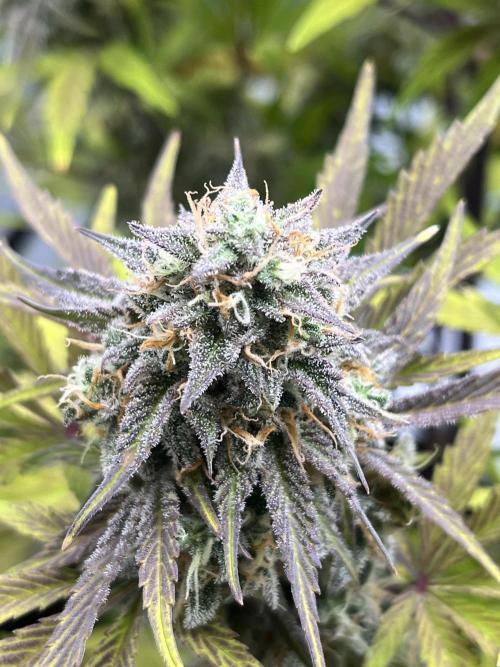 Wedding Cake Automatic. Week 9