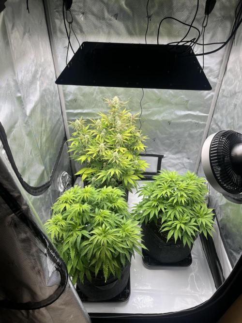 Erste auto. Week 6