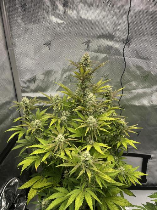 Wedding Cake Automatic. Week 6