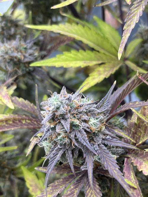 Wedding Cake Automatic. Week 9