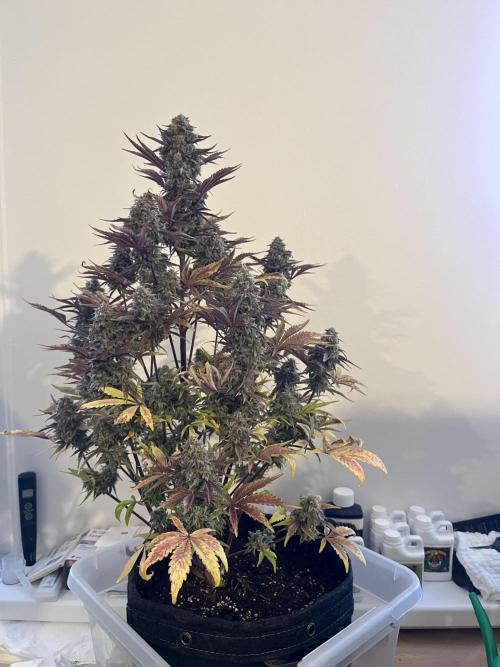Wedding Cake Automatic. Week 10
