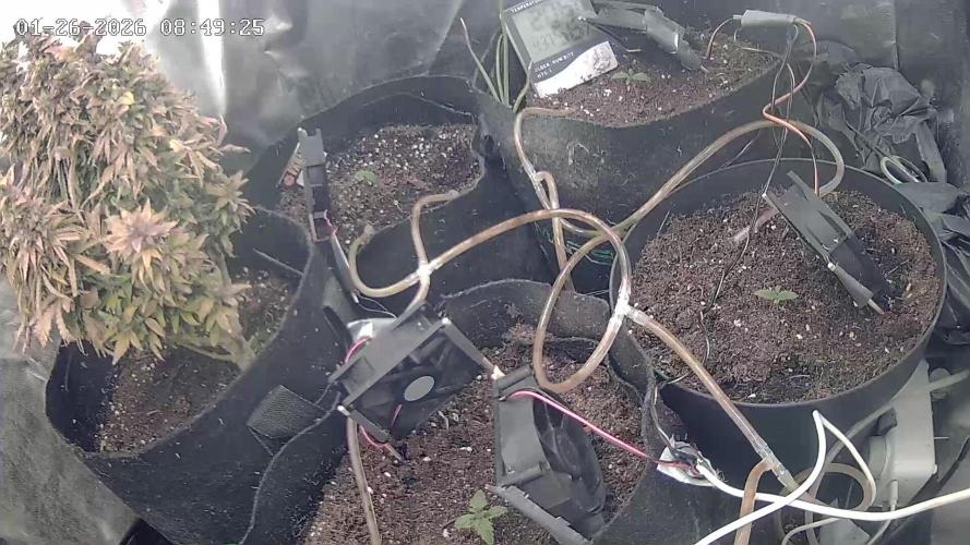 Bruce Banner auto. Week 1 - 1 week oud