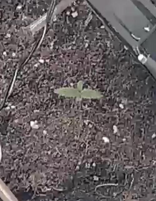 Bruce Banner auto. Week 1