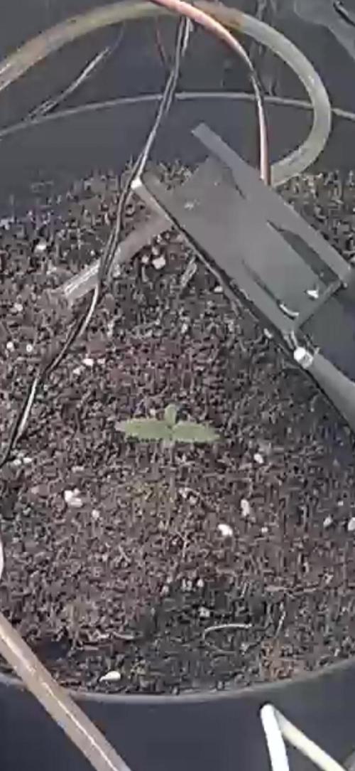 Bruce Banner auto. Week 1