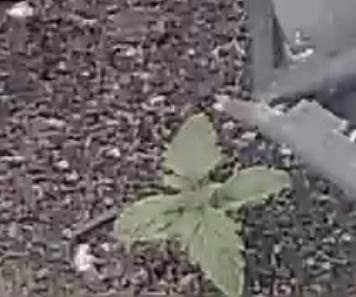 Bruce Banner auto. Week 1