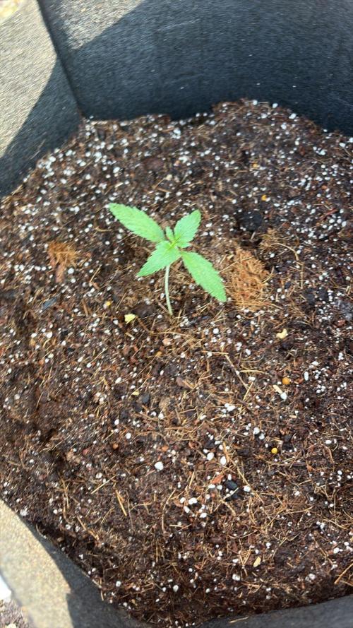 Red Mimosa XL Auto living soil outdoor. Week 1