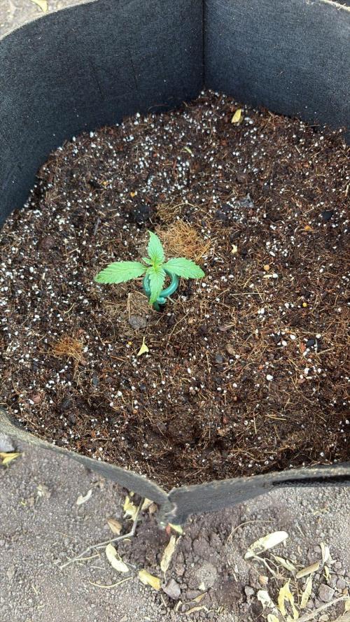 Red Mimosa XL Auto living soil outdoor. Week 1