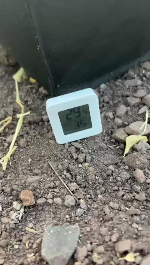 Red Mimosa XL Auto living soil outdoor
