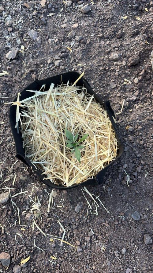 Red Mimosa XL Auto living soil outdoor. Week 2 - Added a straw mulch layer