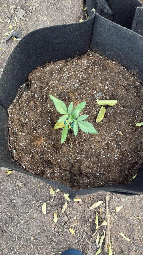 Red Mimosa XL Auto living soil outdoor. Week 2