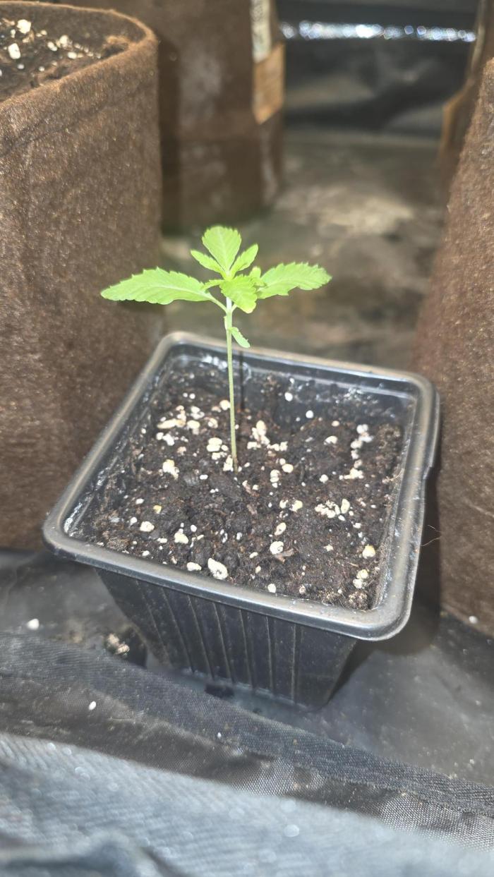 B3st HaZ3. Week 0 - Sehr schnell gekeimt ohne Probleme 