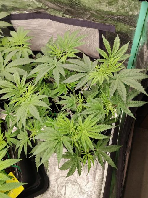 Ztrawberry chems Mentha de Croco. Week 1