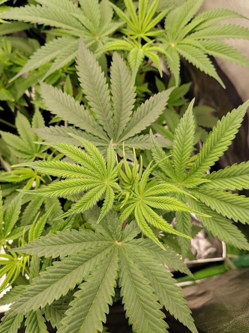 Ztrawberry chems Mentha de Croco. Week 1