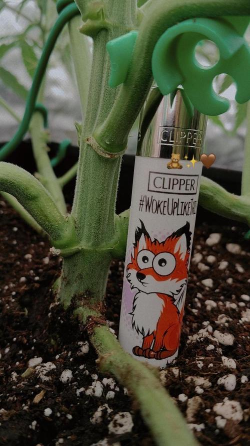 Ztrawberry chems Mentha de Croco. Week 1