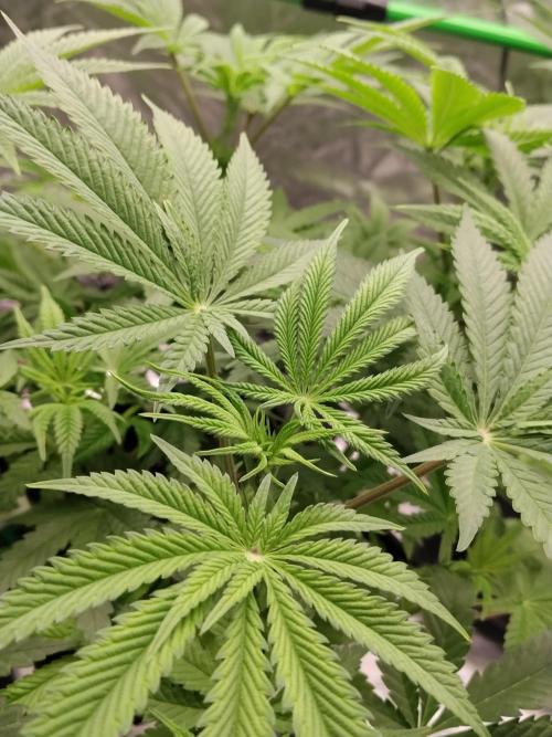 Ztrawberry chems Mentha de Croco. Week 2 - Jo