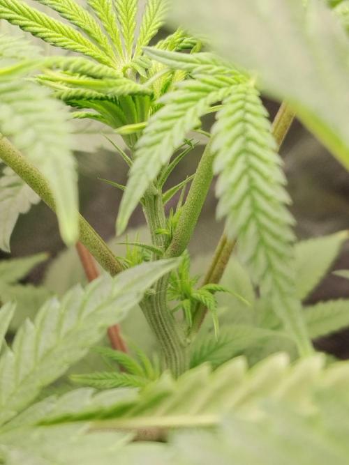 Ztrawberry chems Mentha de Croco. Week 2