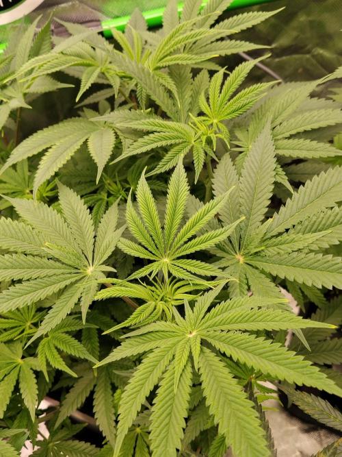 Ztrawberry chems Mentha de Croco. Week 2