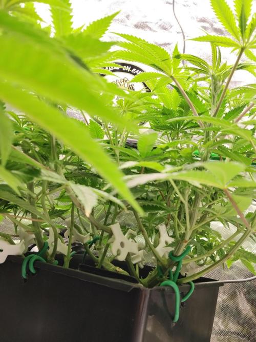 Ztrawberry chems Mentha de Croco. Week 2