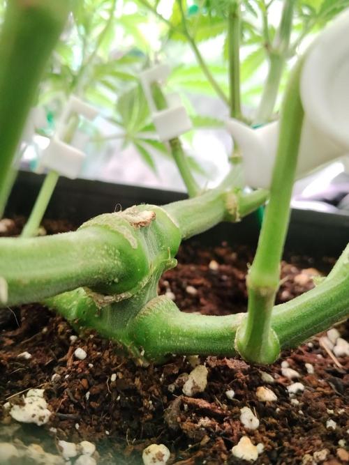 Ztrawberry chems Mentha de Croco. Week 2