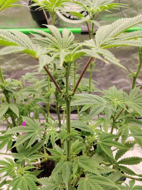 Ztrawberry chems Mentha de Croco. Week 3