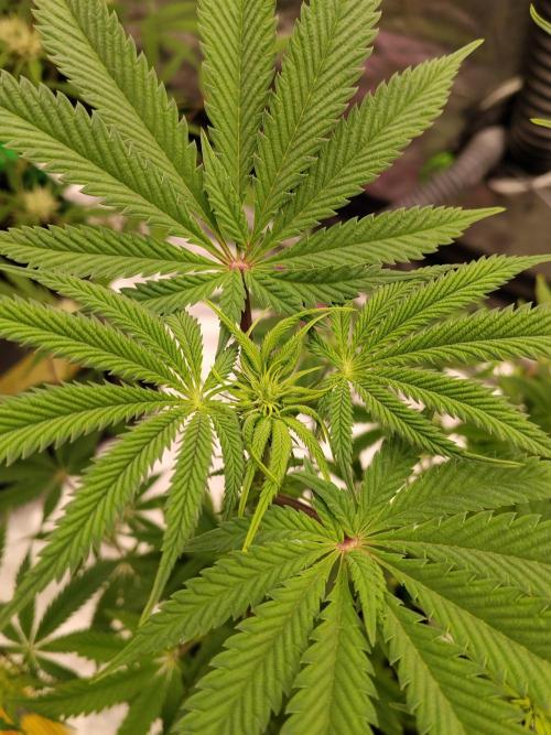 Ztrawberry chems Mentha de Croco. Week 3