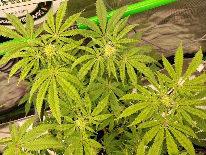 Ztrawberry chems Mentha de Croco. Week 4