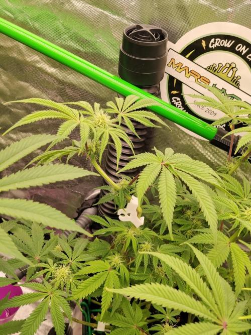 Ztrawberry chems Mentha de Croco. Week 4