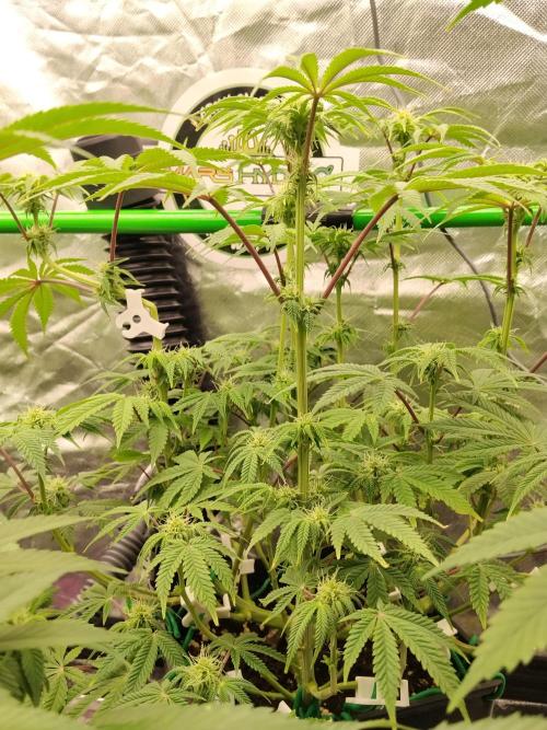 Ztrawberry chems Mentha de Croco. Week 4