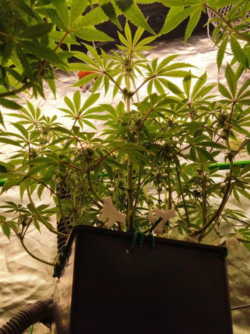 Ztrawberry chems Mentha de Croco. Week 4