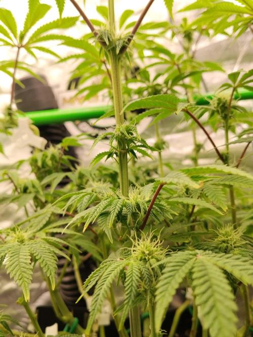 Ztrawberry chems Mentha de Croco. Week 4