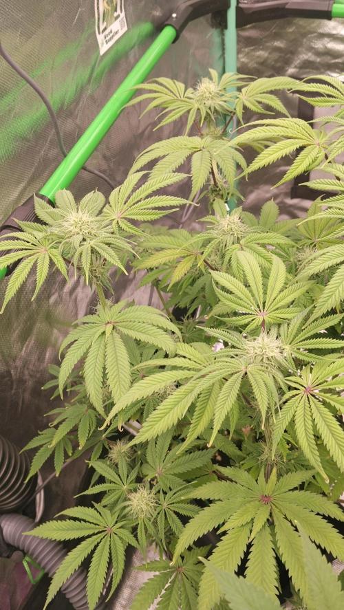 Ztrawberry chems Mentha de Croco. Week 4