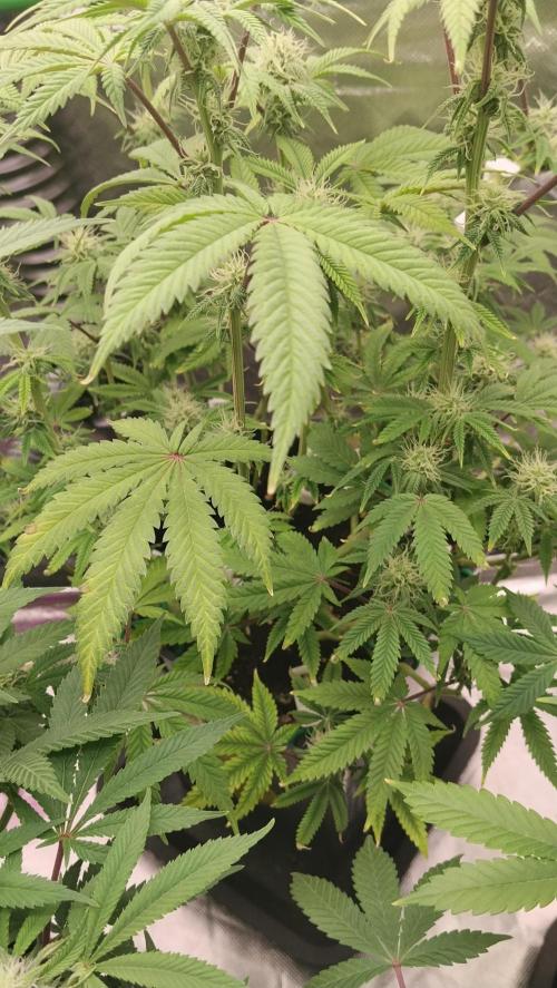 Ztrawberry chems Mentha de Croco. Week 4